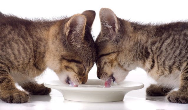 Raccolta alimentare per cani e gatti 